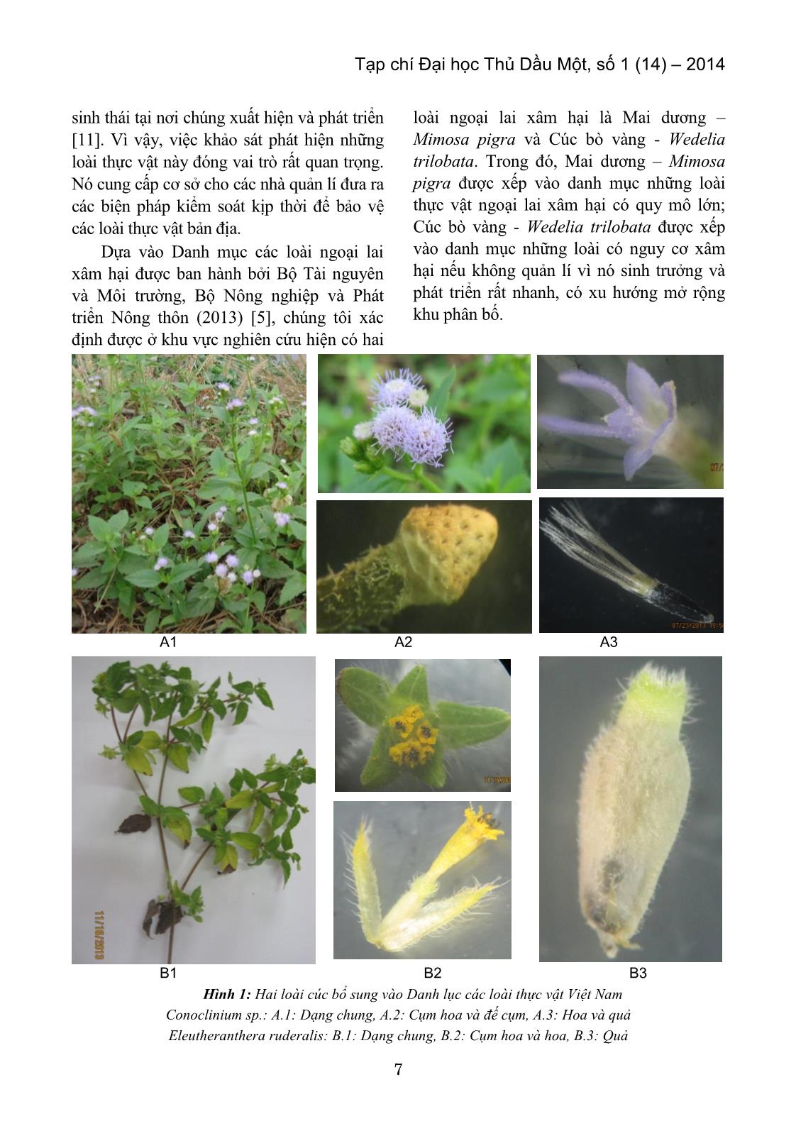 Thành phần loài thực vật hai lá mầm ven bờ sông Sài Gòn qua khảo sát tại phường Chánh Nghĩa, thành phố Thủ Dầu Một, tỉnh Bình Dương trang 5