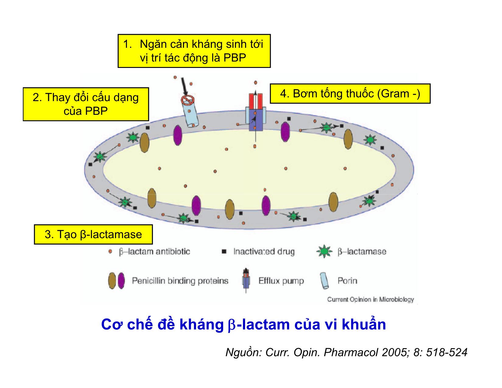 Bài giảng Dược lý lâm sàng trong sử dụng kháng sinh B-Lactam trang 5
