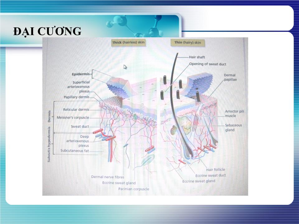 Bài giảng Giải phẩu học da thường trang 2