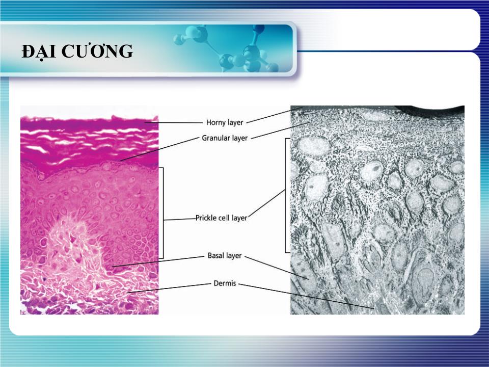 Bài giảng Giải phẩu học da thường trang 3