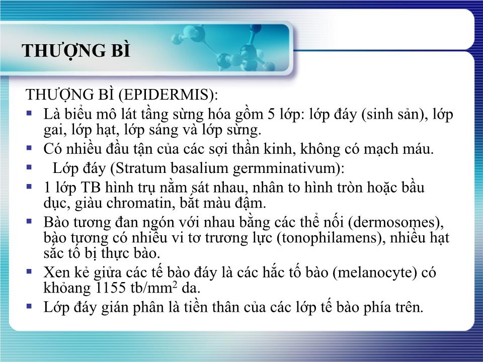 Bài giảng Giải phẩu học da thường trang 4