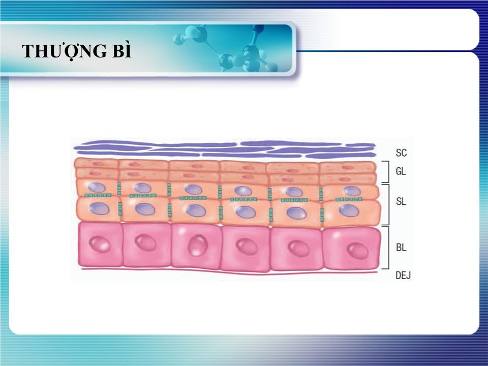 Bài giảng Giải phẩu học da thường trang 5