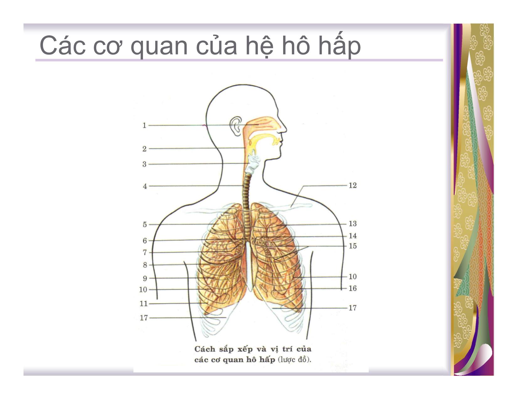 Bài giảng Giải phẫu sinh lý hệ hô hấp - TaiLieuHay.vn