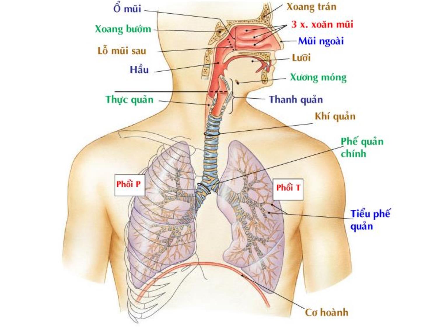 Bài giảng Hệ hô hấp trang 3