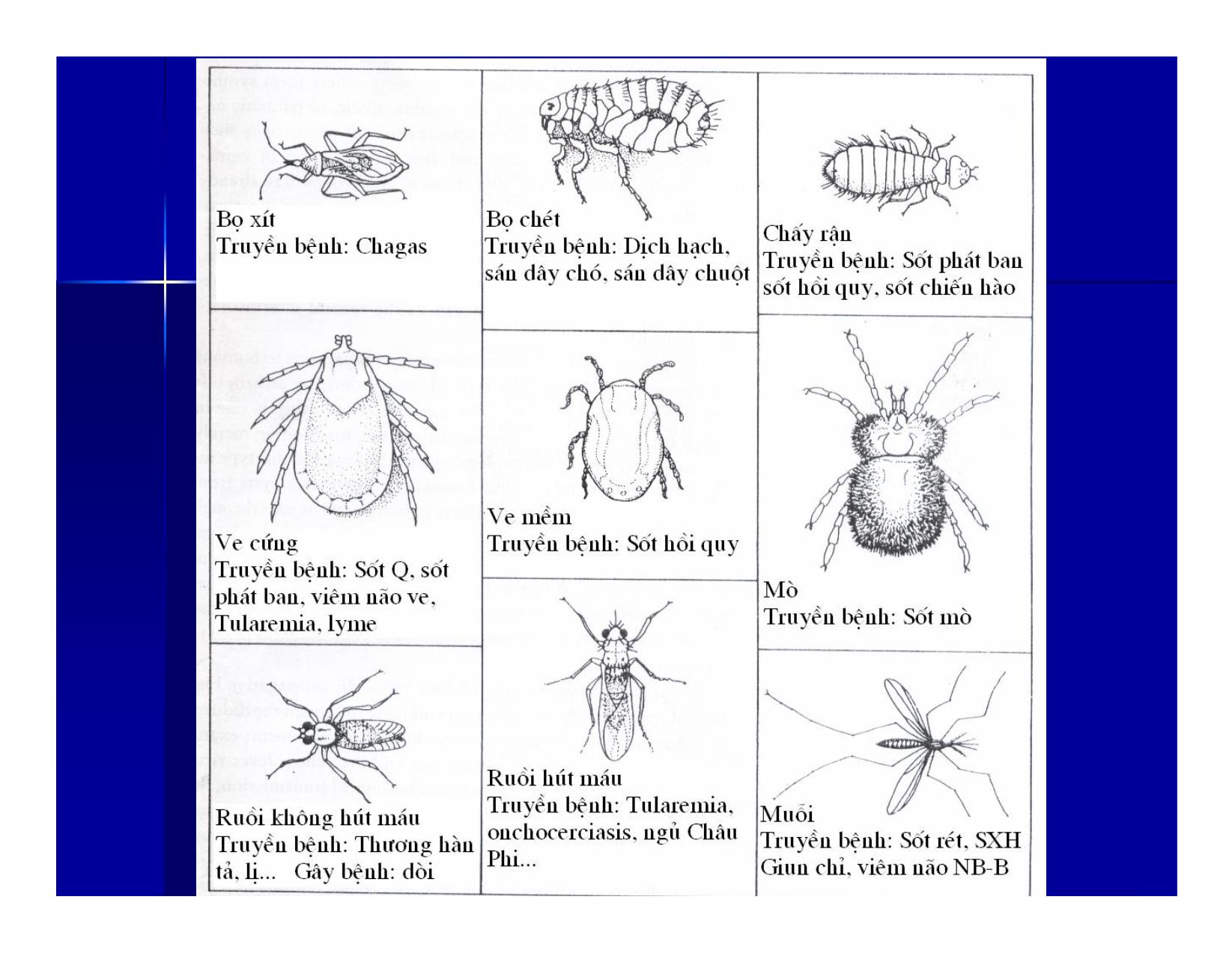Bài giảng Lớp nhện trang 3