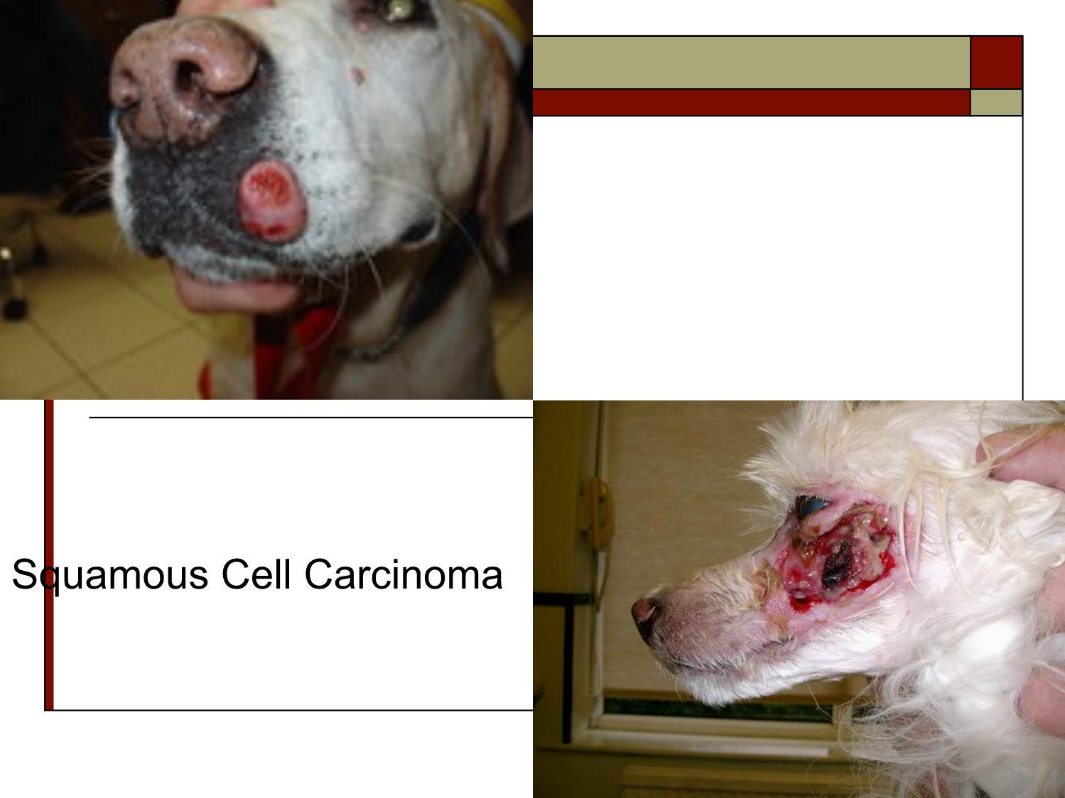 Bài giảng Nghiên cứu và ứng dụng tế bào gốc - Bài 3: Bệnh học u trang 3