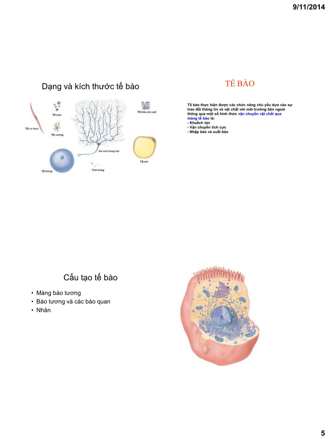 Bài giảng Tế bào - Mô cơ thể người trang 5