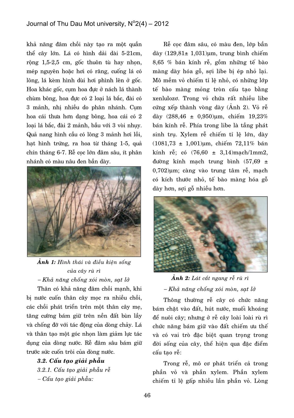 Dẫn liệu hình thái giải phẫu loài rù rì trồng ven sông suối phòng chống xói mòn, sạt lở trang 3