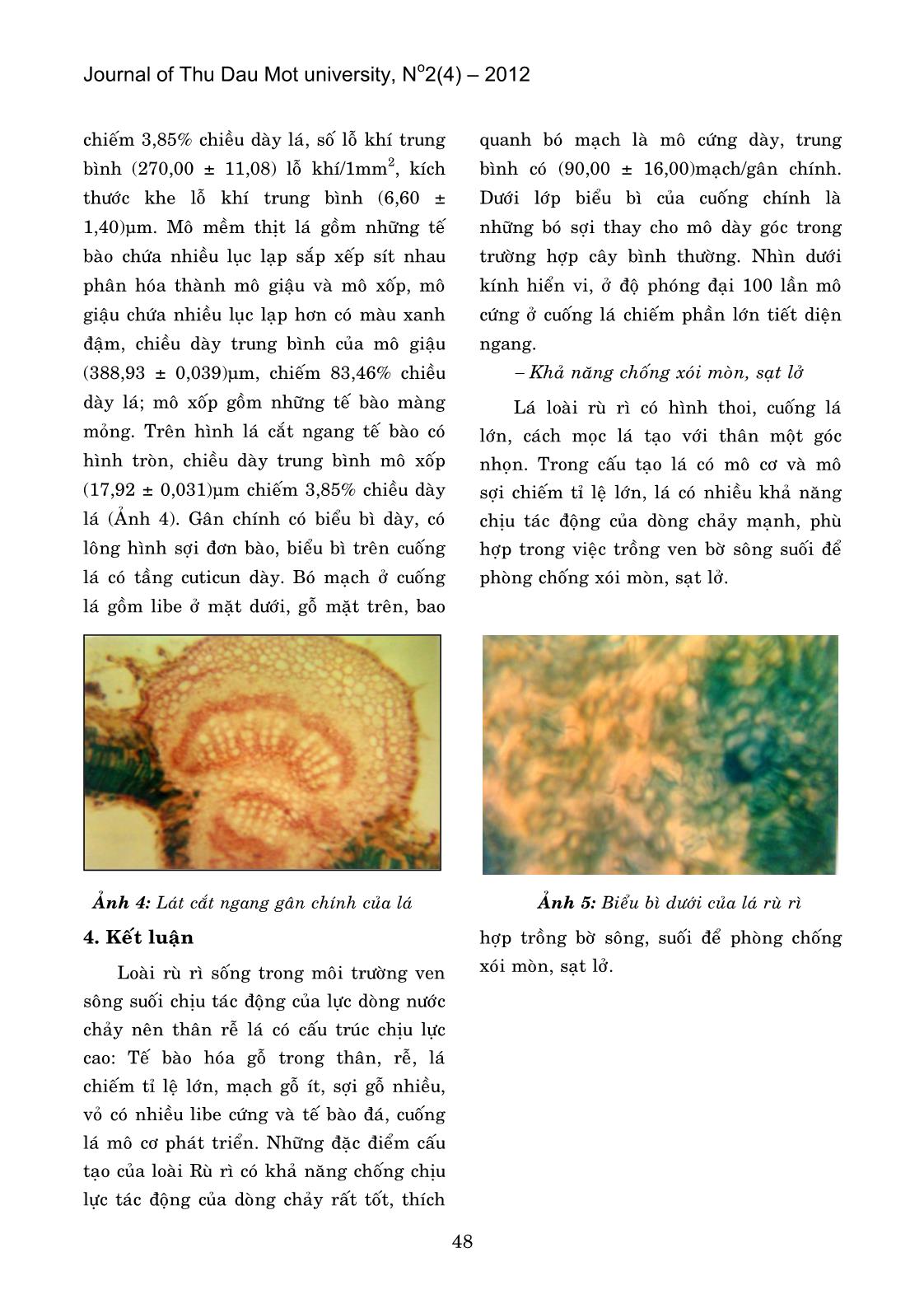 Dẫn liệu hình thái giải phẫu loài rù rì trồng ven sông suối phòng chống xói mòn, sạt lở trang 5