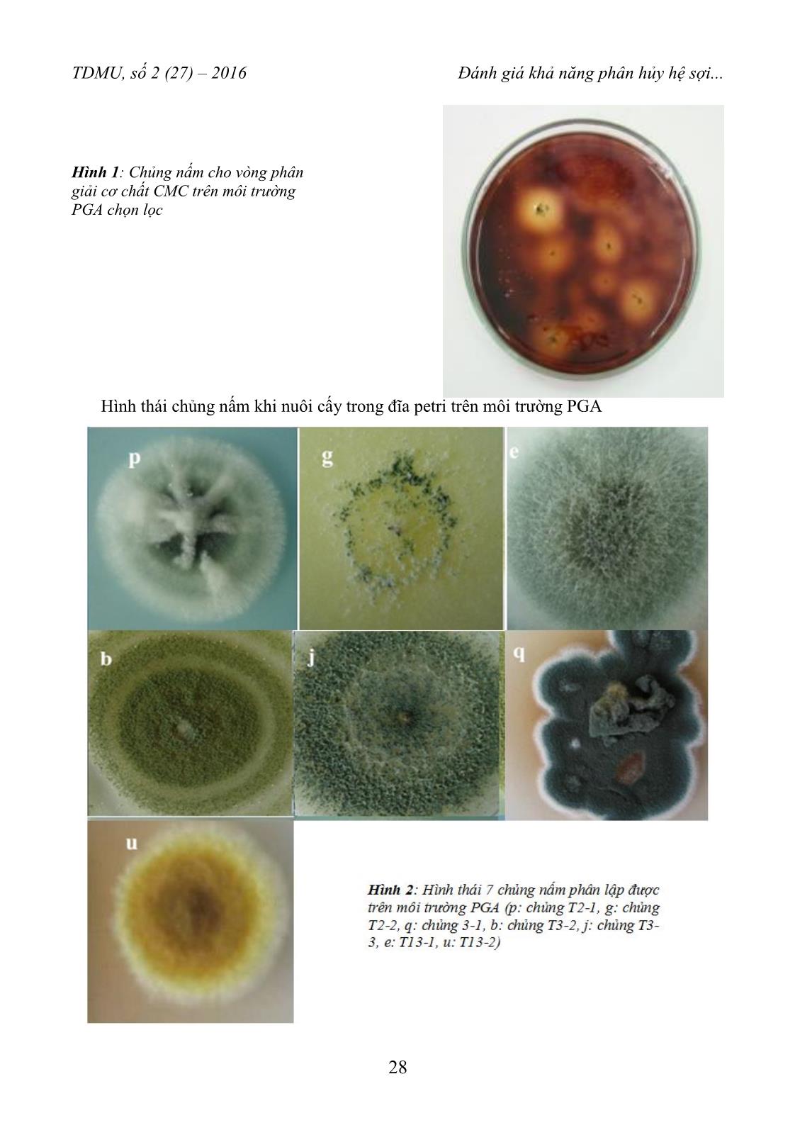 Đánh giá khả năng phân huỷ hệ sợi của lục bình eichhornia crassipes bằng chủng nấm trichoderma SP trang 4