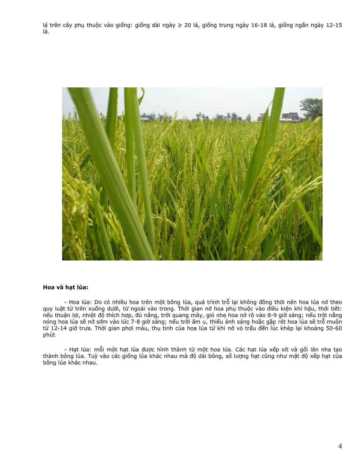 Giáo trình Những bài học về cây lúa trang 4