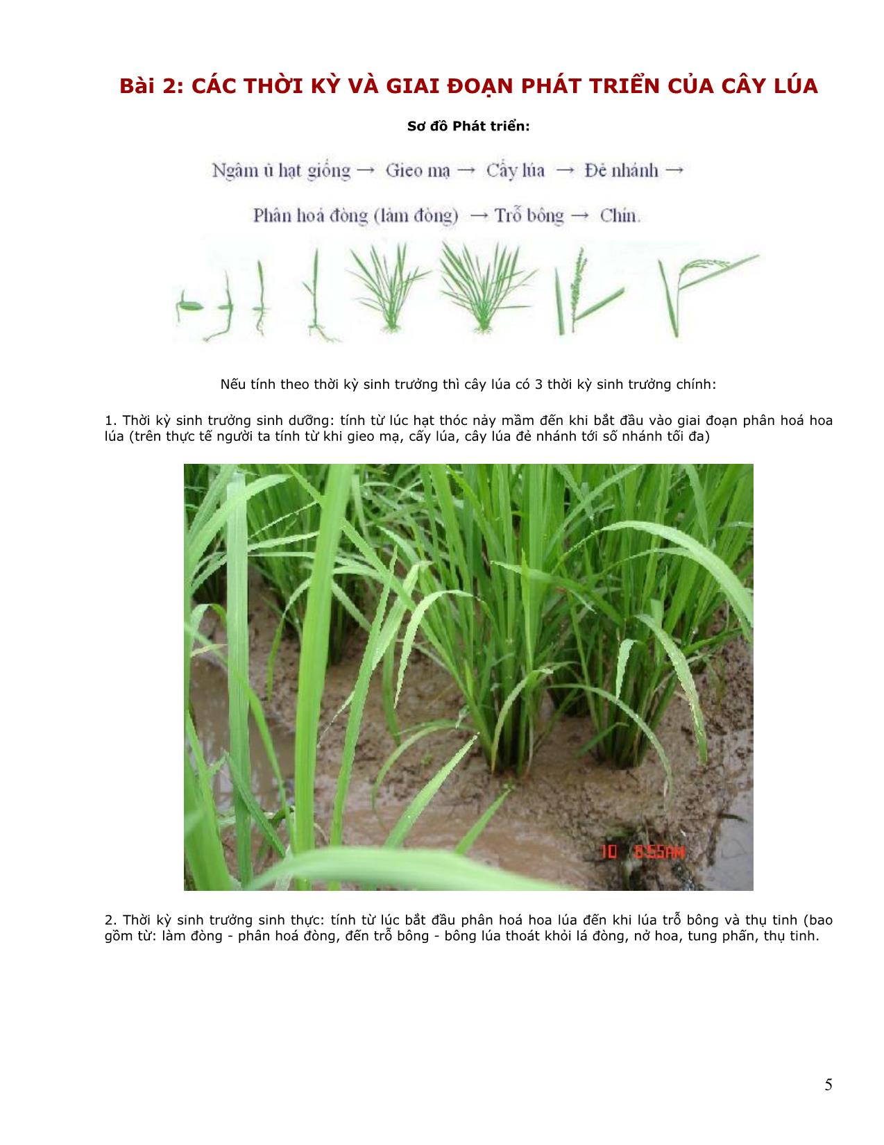 Giáo trình Những bài học về cây lúa trang 5
