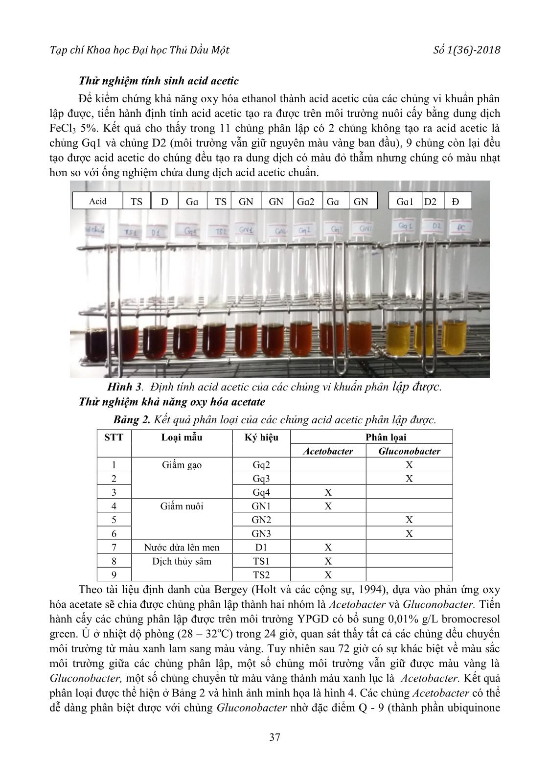 Phân lập, tuyển chọn chủng vi khuẩn Acetobacter có khả năng Oxy hóa Ethanol cao và thử nghiệm lên men giấm dứa trang 5