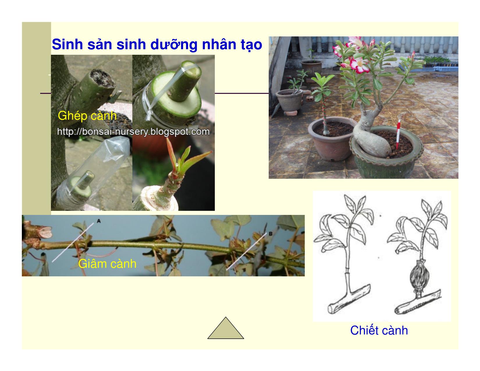 Bài giảng Thực vật - Sự sinh sản của thực vật trang 5
