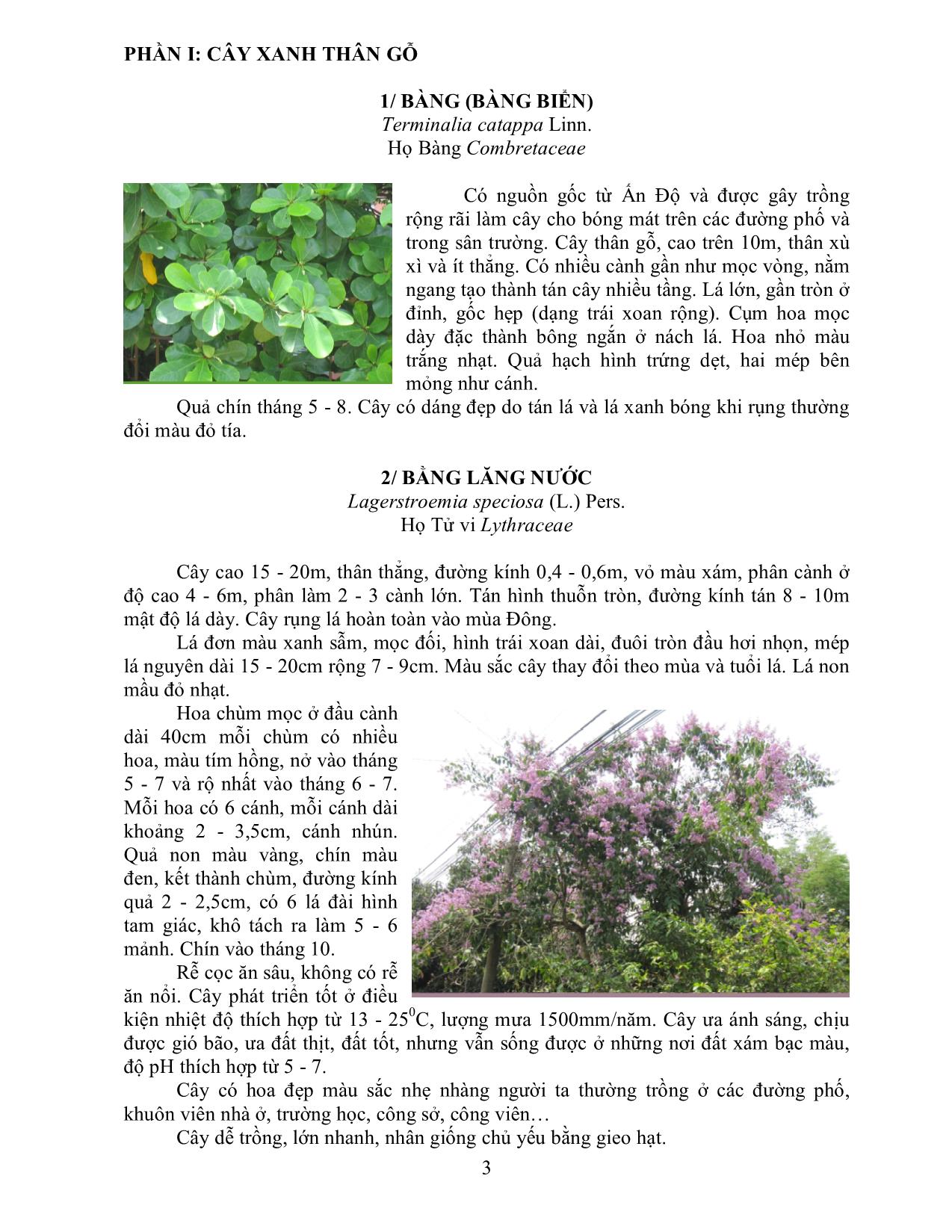 Cẩm nang cây xanh, hoa kiểng trồng trong khuôn viên trang 3