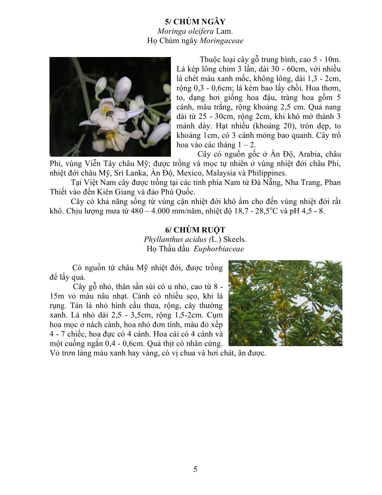 Cẩm nang cây xanh, hoa kiểng trồng trong khuôn viên trang 5
