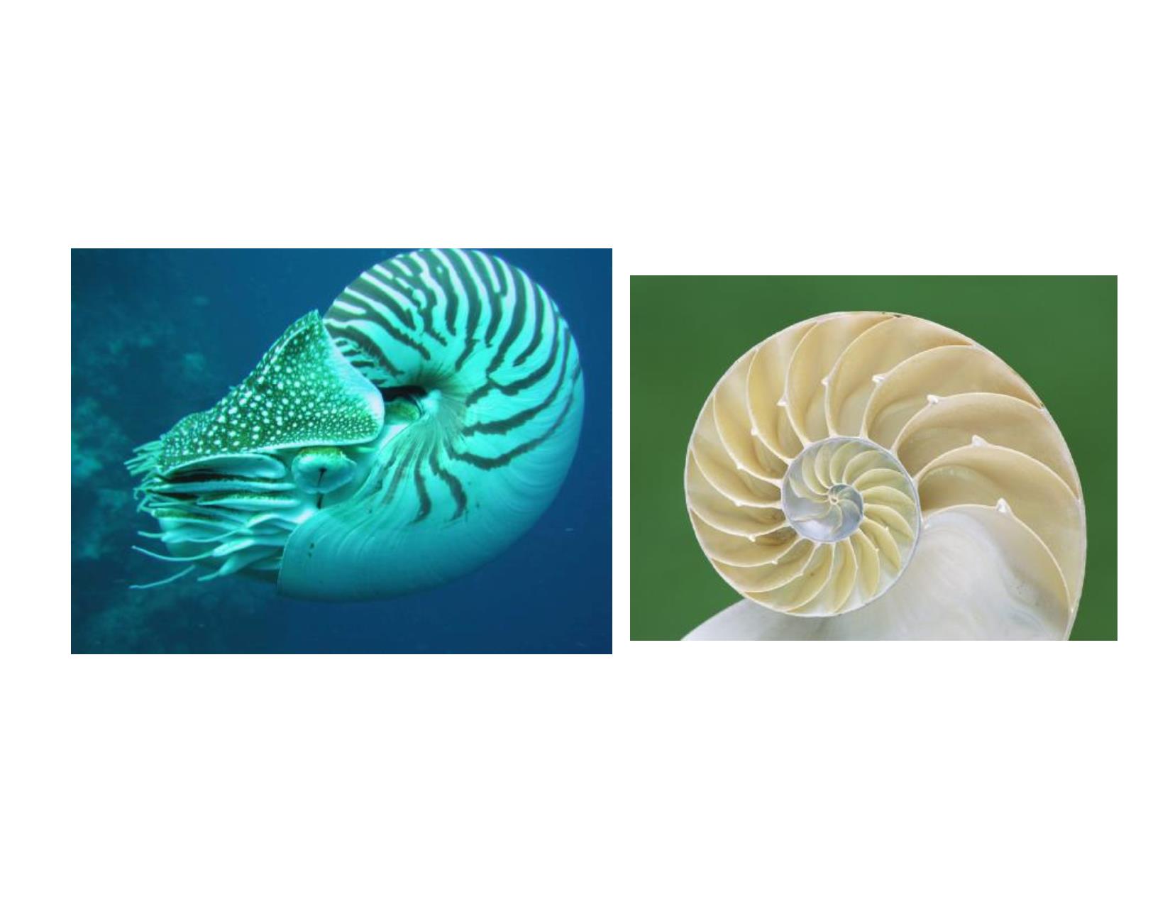 Bài giảng Cổ sinh vật học - Chương 8, Phần 1: Lớp Cephalopoda trang 2