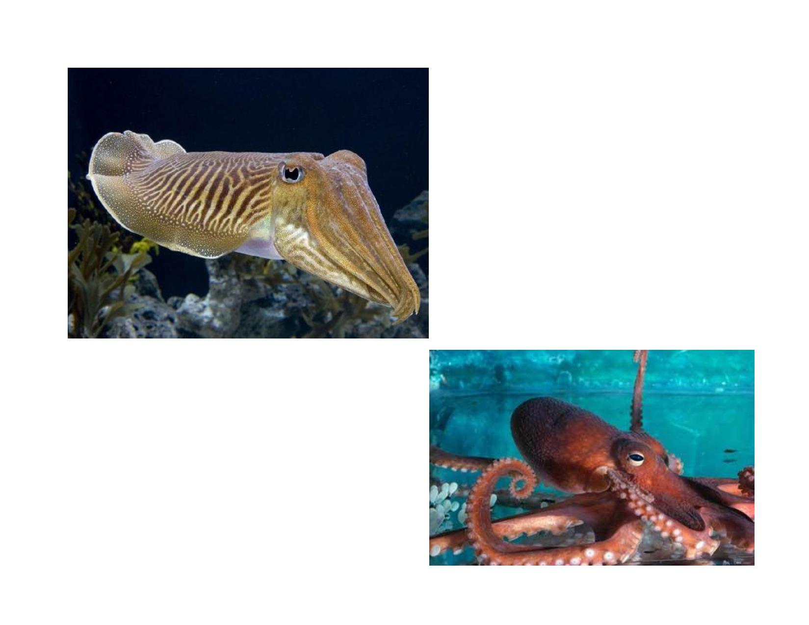 Bài giảng Cổ sinh vật học - Chương 8, Phần 1: Lớp Cephalopoda trang 3