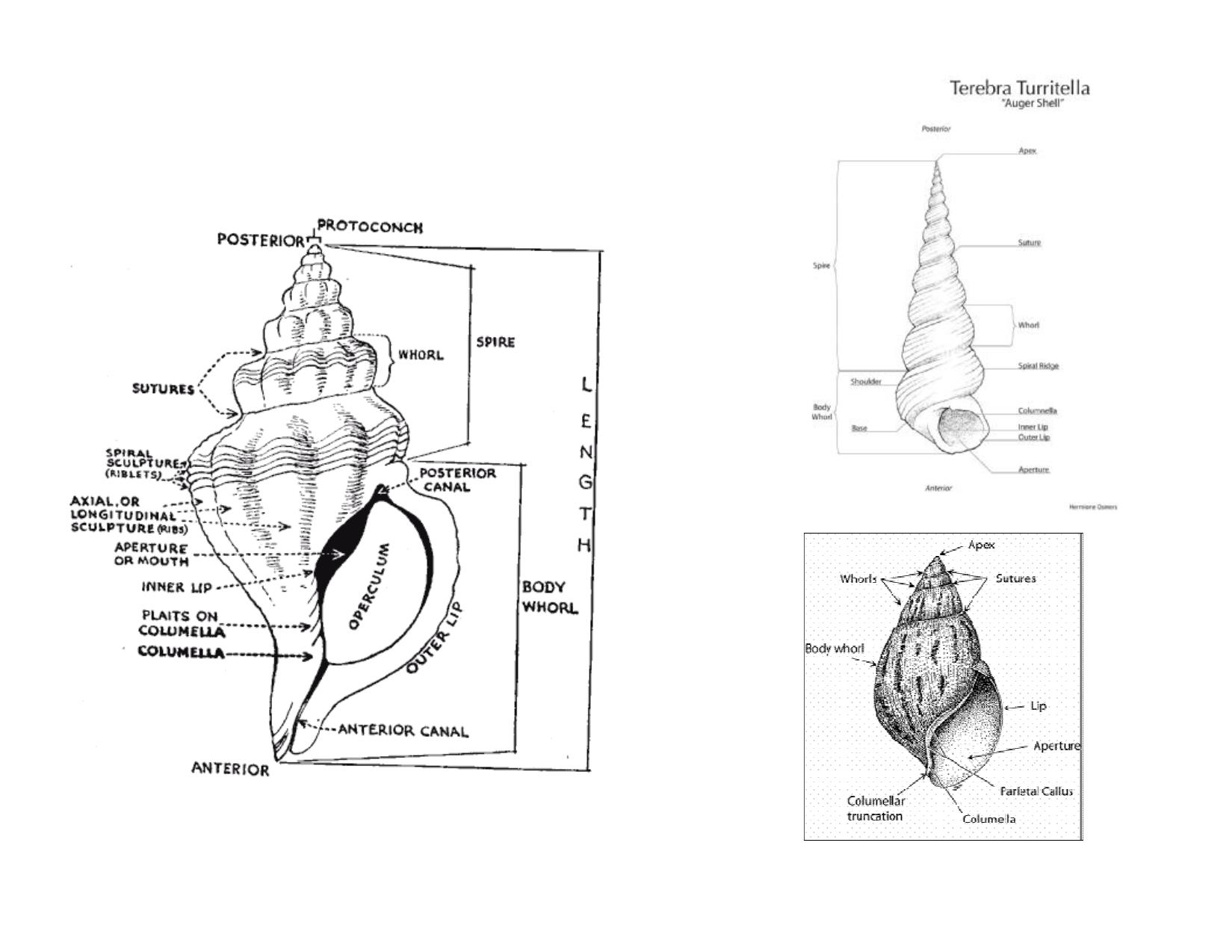 Bài giảng Cổ sinh vật học - Chương 8, Phần 2: Lớp Gastropoda trang 3
