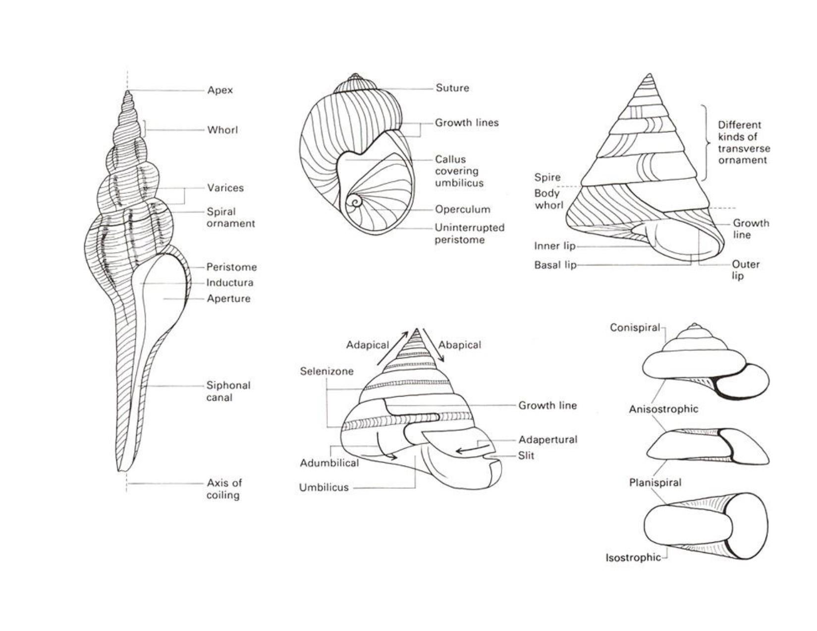 Bài giảng Cổ sinh vật học - Chương 8, Phần 2: Lớp Gastropoda trang 4