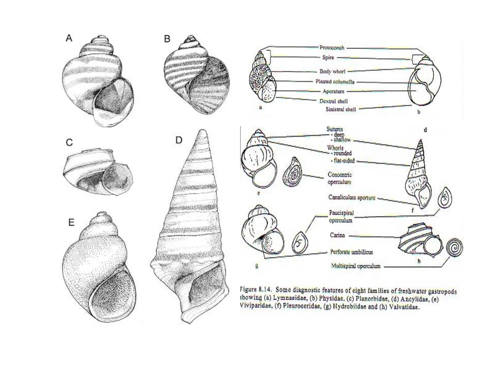 Bài giảng Cổ sinh vật học - Chương 8, Phần 2: Lớp Gastropoda trang 5