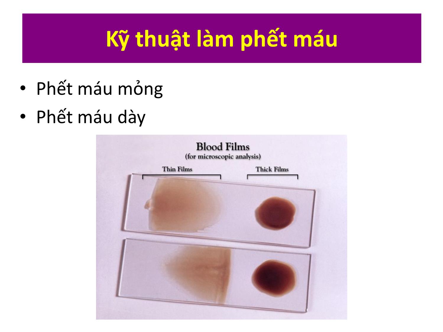 Bài giảng Quan sát tế bào máu trang 2