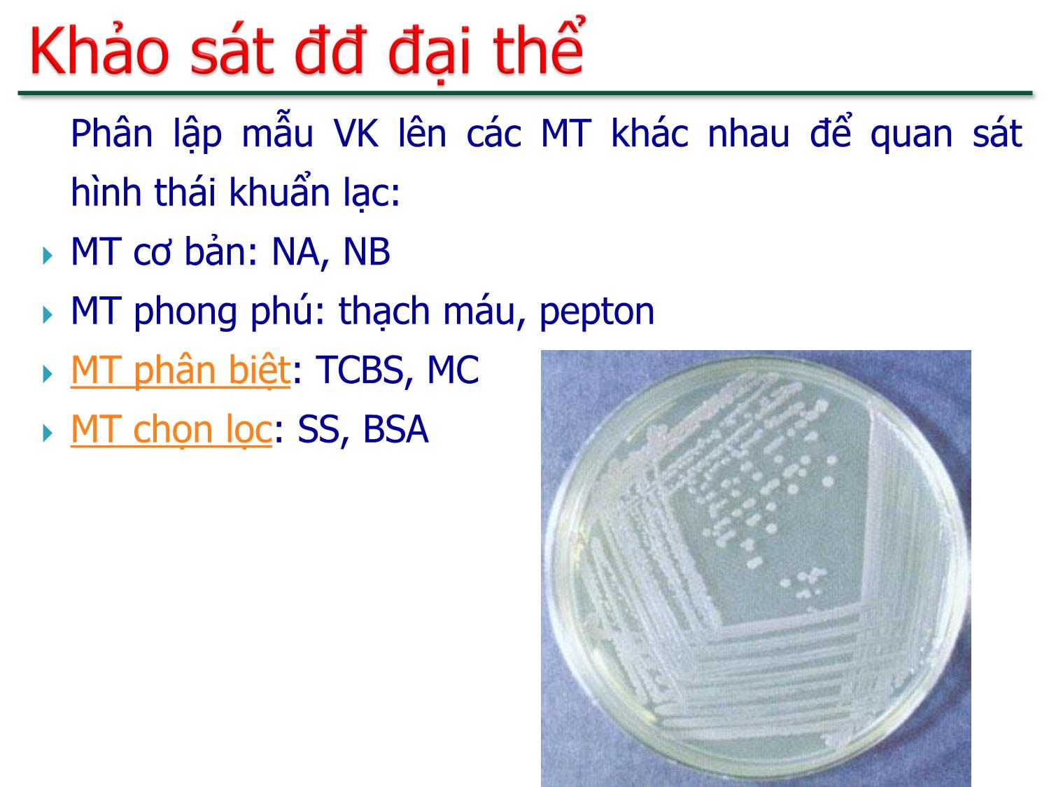Bài giảng Sinh học đường ruột - Chương 2: Nhận định vi khuẩn - Nguyễn Thị Ngọc Yến trang 3