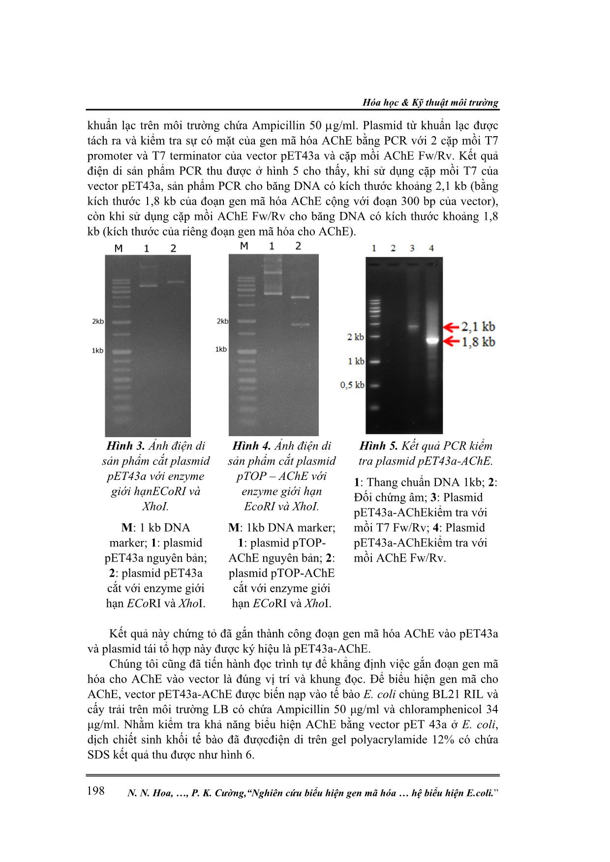 Nghiên cứu biểu hiện gen mã hóa cho Enzyme Acetylcholinesterase trong hệ biểu hiện E.Coli trang 5