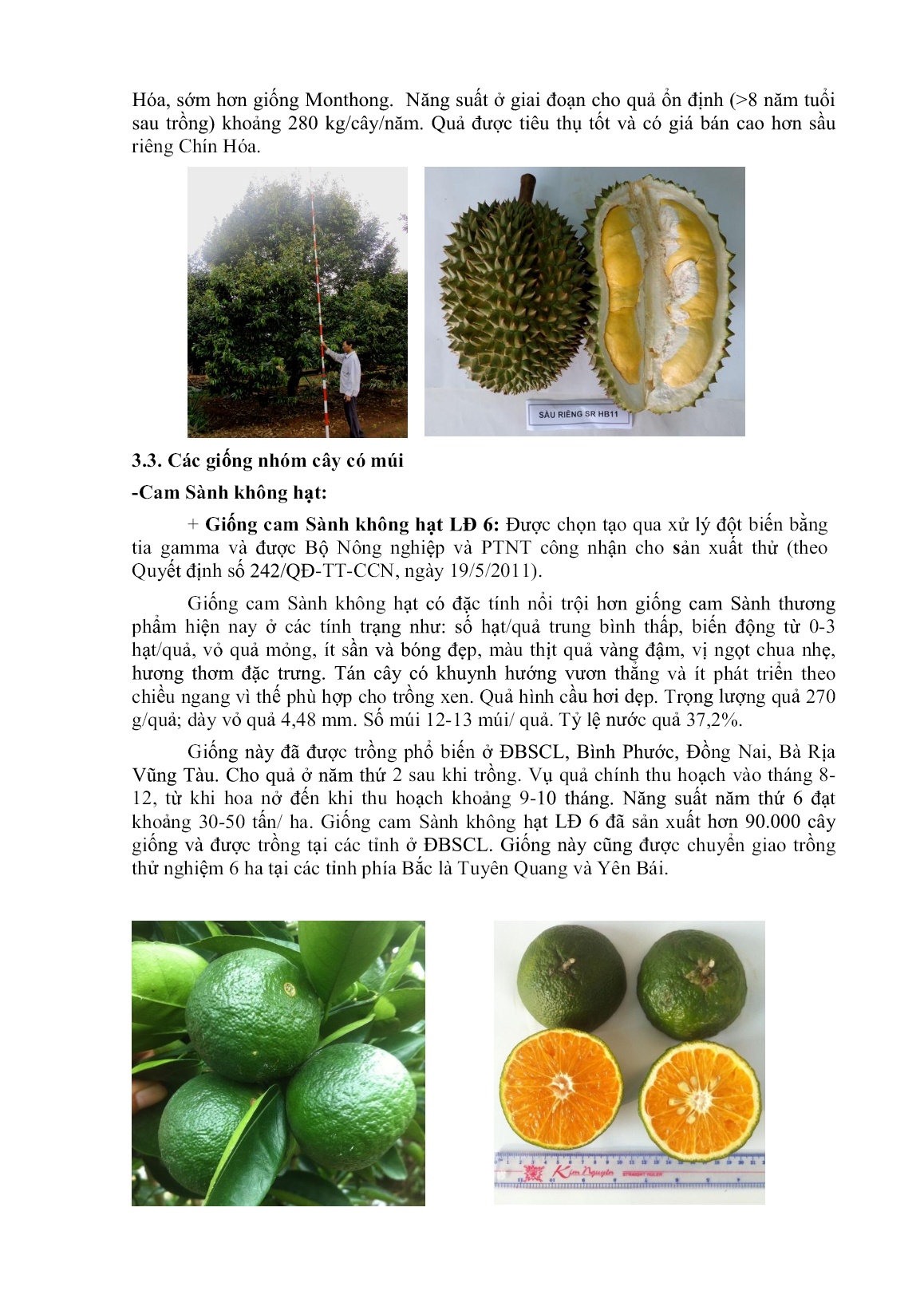 Giới thiệu một số giống cây ăn quả chủ lực có thể trồng và nhân rộng trên địa bàn Tây Nguyên trang 4