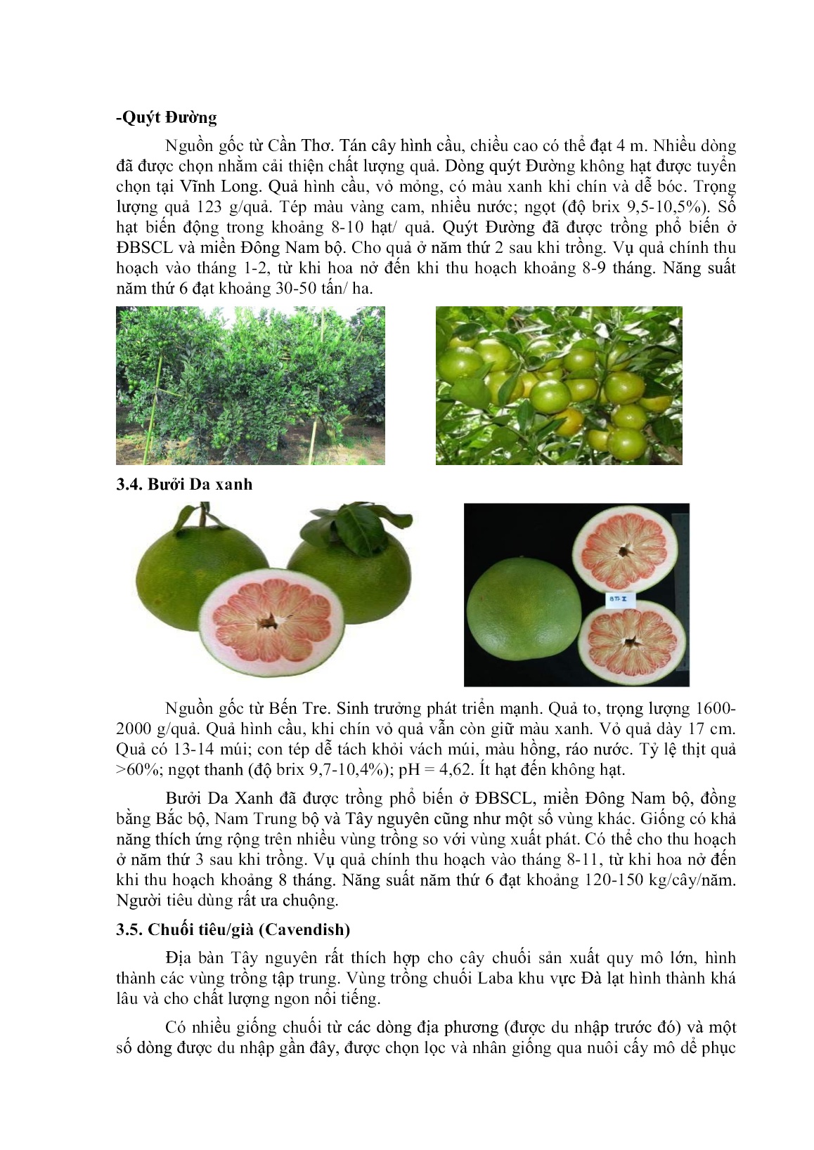 Giới thiệu một số giống cây ăn quả chủ lực có thể trồng và nhân rộng trên địa bàn Tây Nguyên trang 5