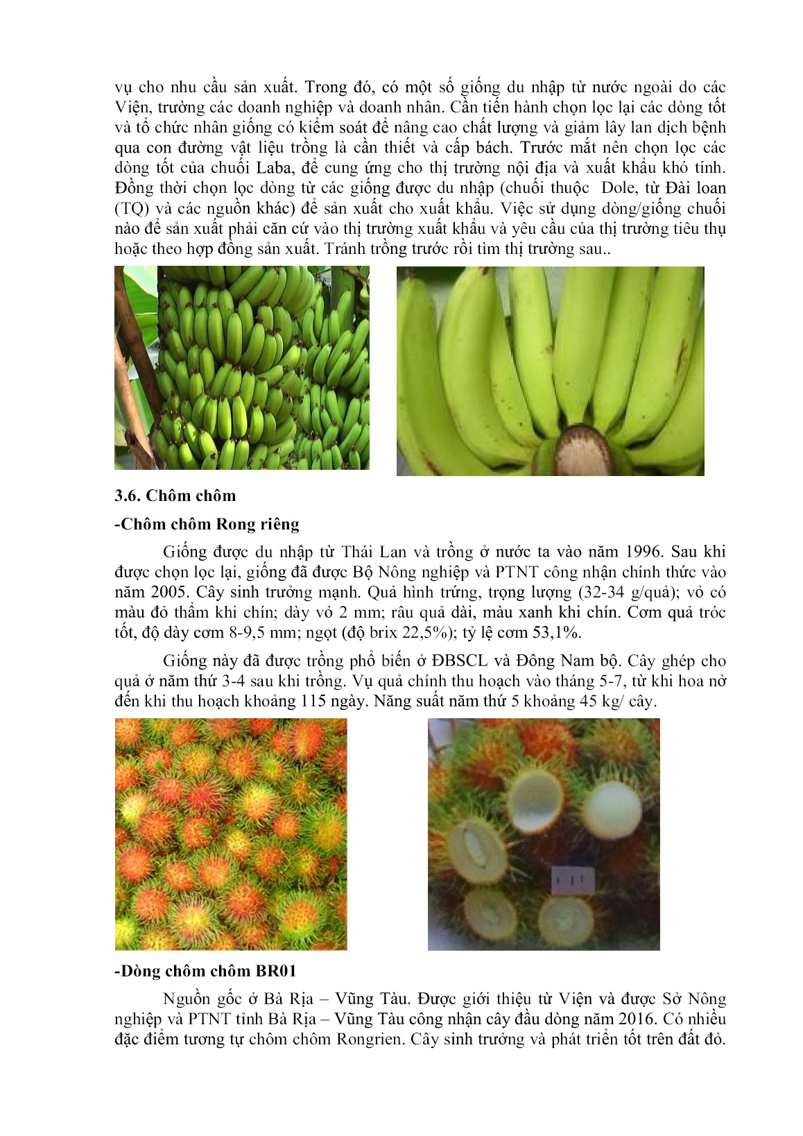 Giới thiệu một số giống cây ăn quả chủ lực có thể trồng và nhân rộng trên địa bàn Tây Nguyên trang 6