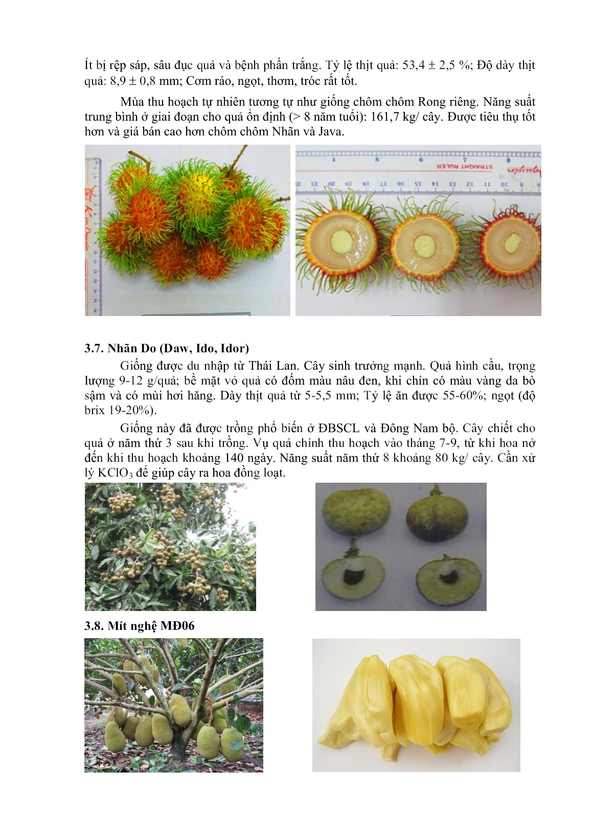 Giới thiệu một số giống cây ăn quả chủ lực có thể trồng và nhân rộng trên địa bàn Tây Nguyên trang 7