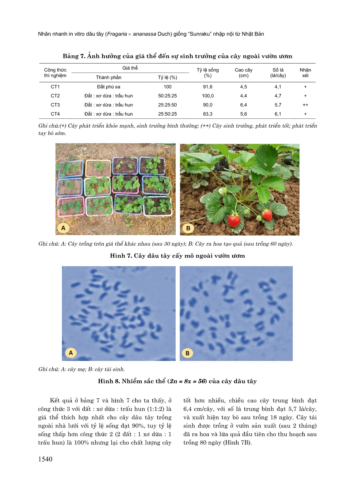 Nhân nhanh in vitro dâu tây (Fragaria x Ananassa Duch) giống “Sunraku” nhập nội từ Nhật Bản trang 10