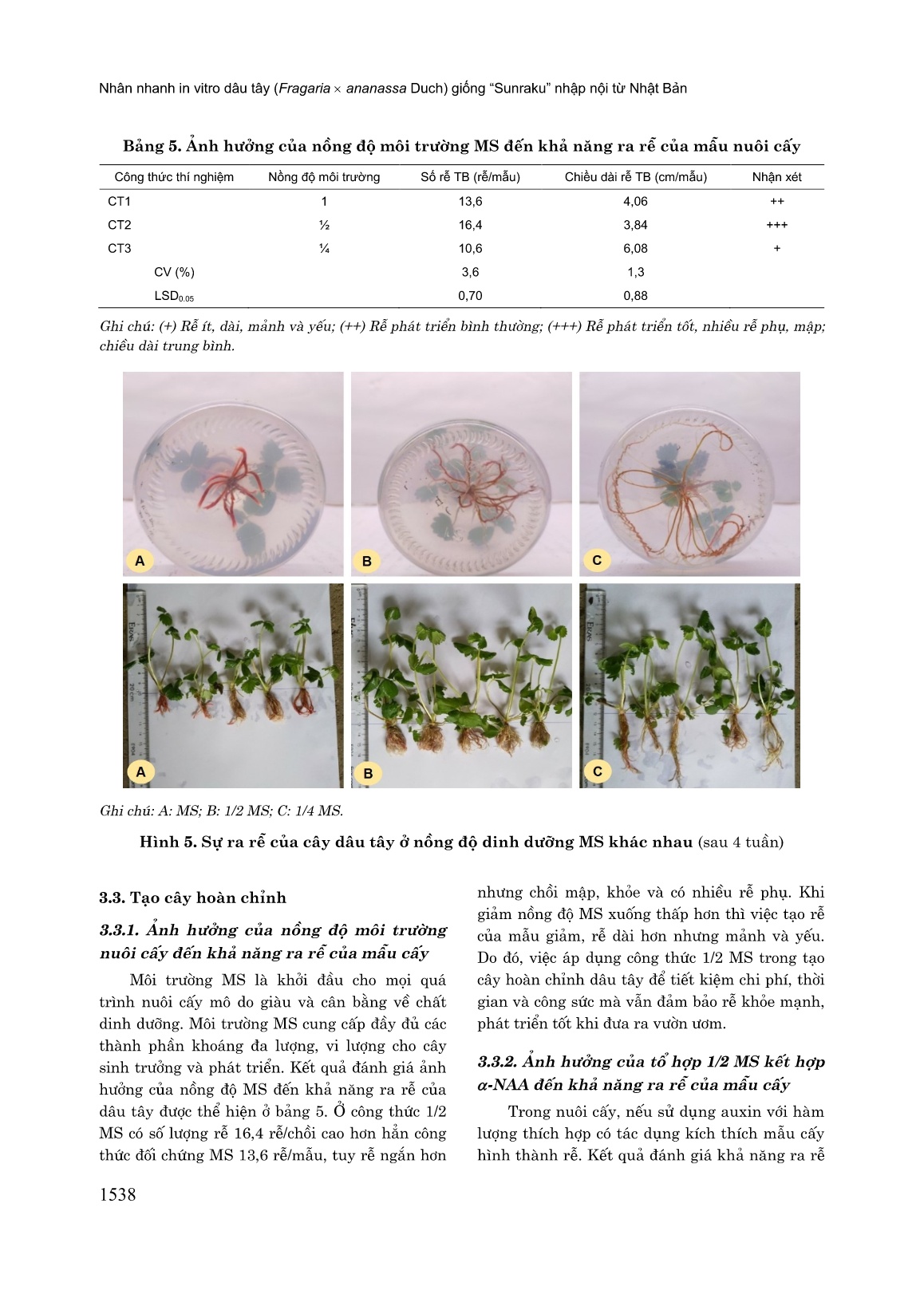 Nhân nhanh in vitro dâu tây (Fragaria x Ananassa Duch) giống “Sunraku” nhập nội từ Nhật Bản trang 8