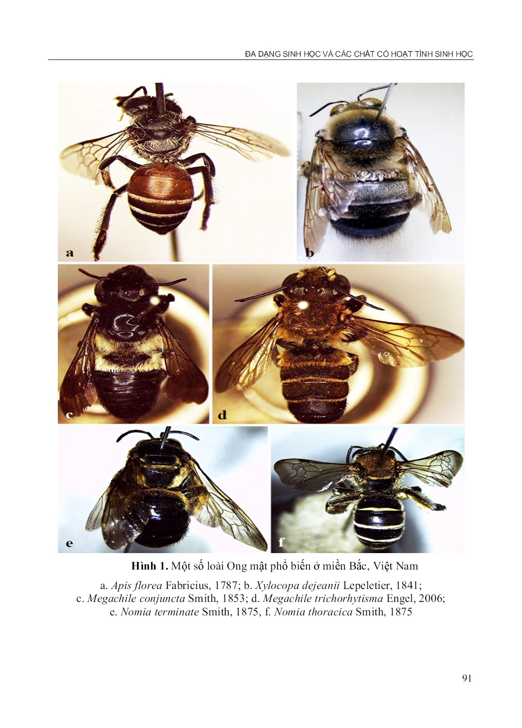 Nghiên cứu thành phần và sự phân bố của các loài ong mật (Hymenoptera: Apoidea) ở miền Bắc, Việt Nam trang 6