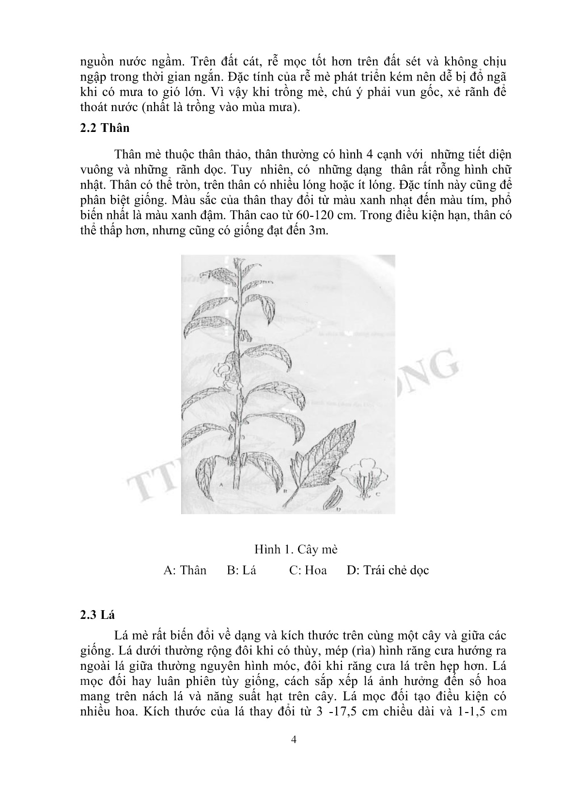 Tài liệu tập huấn khuyến nông kỹ thuật trồng mè trang 4