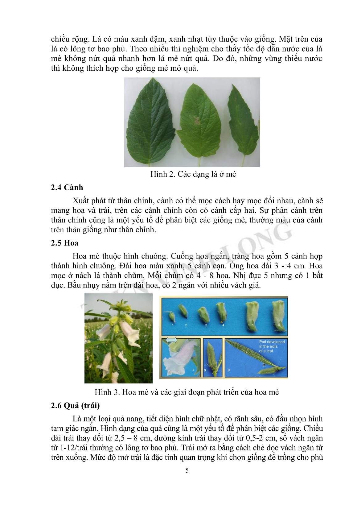Tài liệu tập huấn khuyến nông kỹ thuật trồng mè trang 5