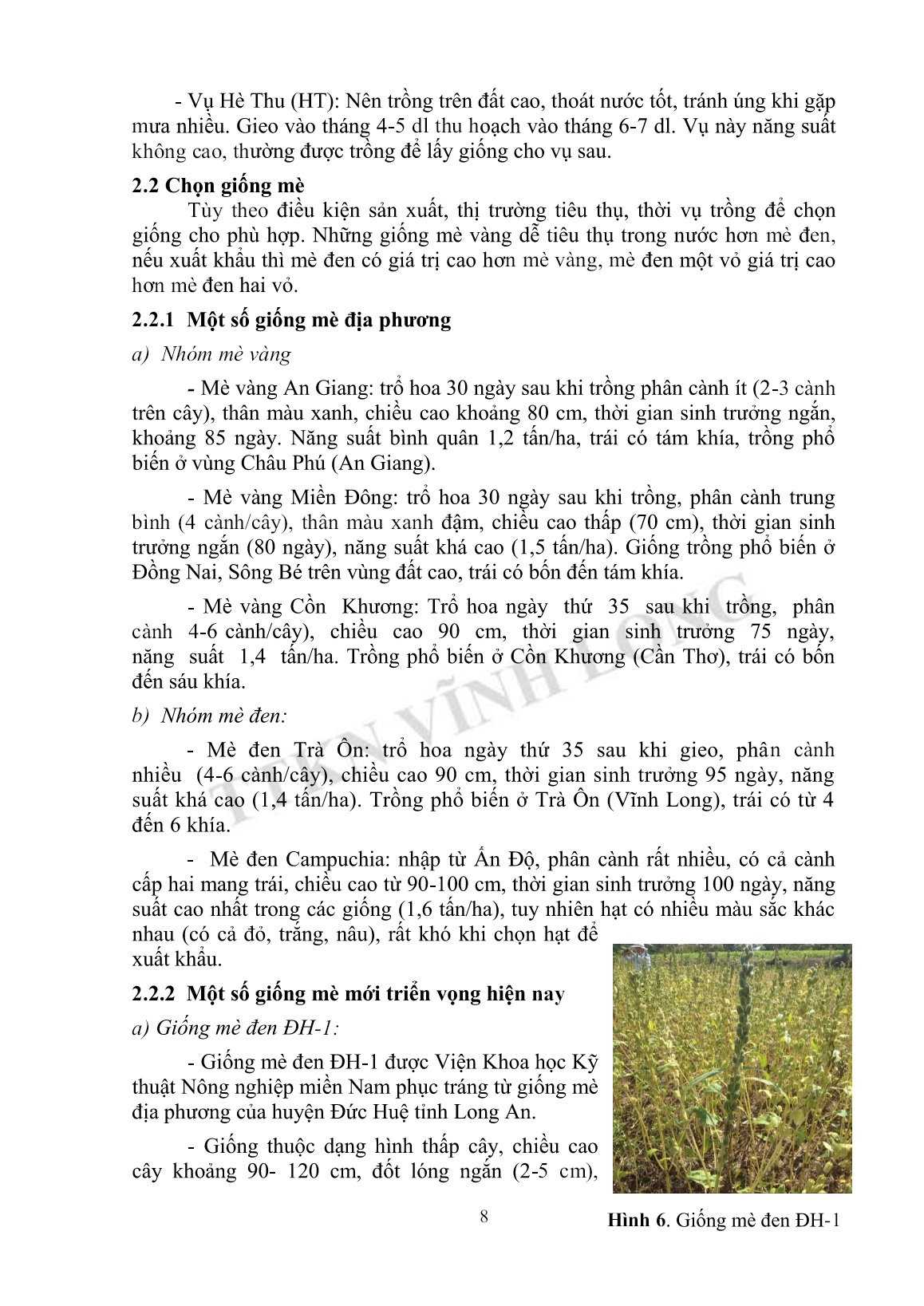 Tài liệu tập huấn khuyến nông kỹ thuật trồng mè trang 8
