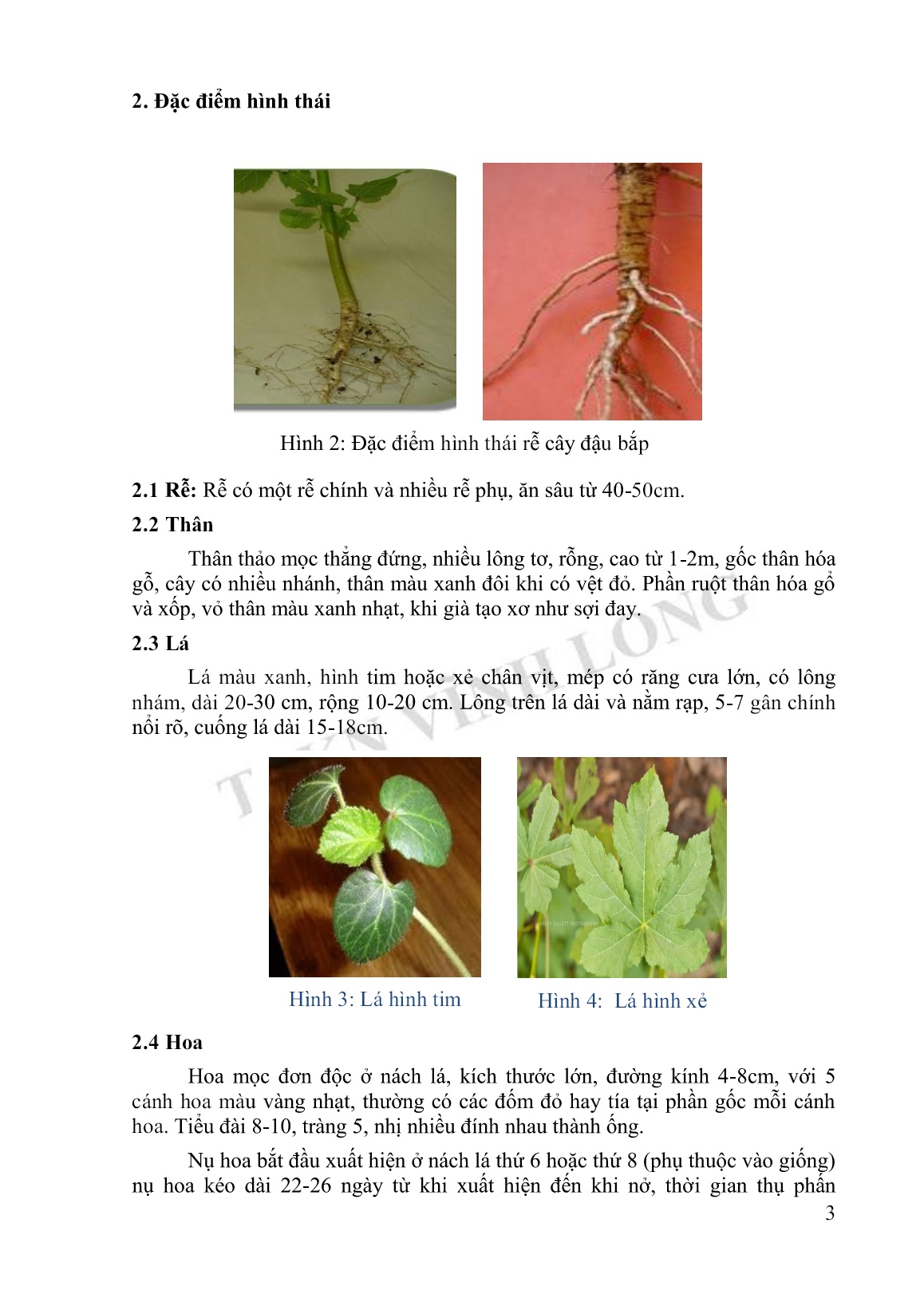 Tài liệu Tập huấn khuyến nông kỹ thuật trồng đậu bắp trang 3