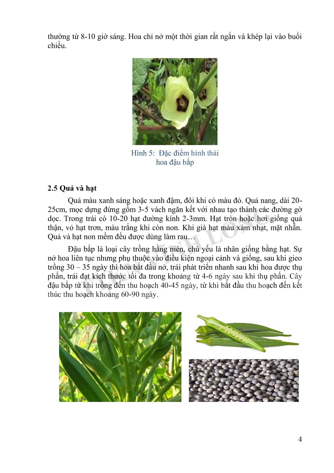 Tài liệu Tập huấn khuyến nông kỹ thuật trồng đậu bắp trang 4