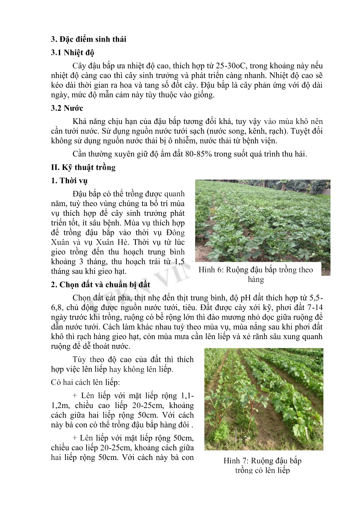 Tài liệu Tập huấn khuyến nông kỹ thuật trồng đậu bắp trang 5