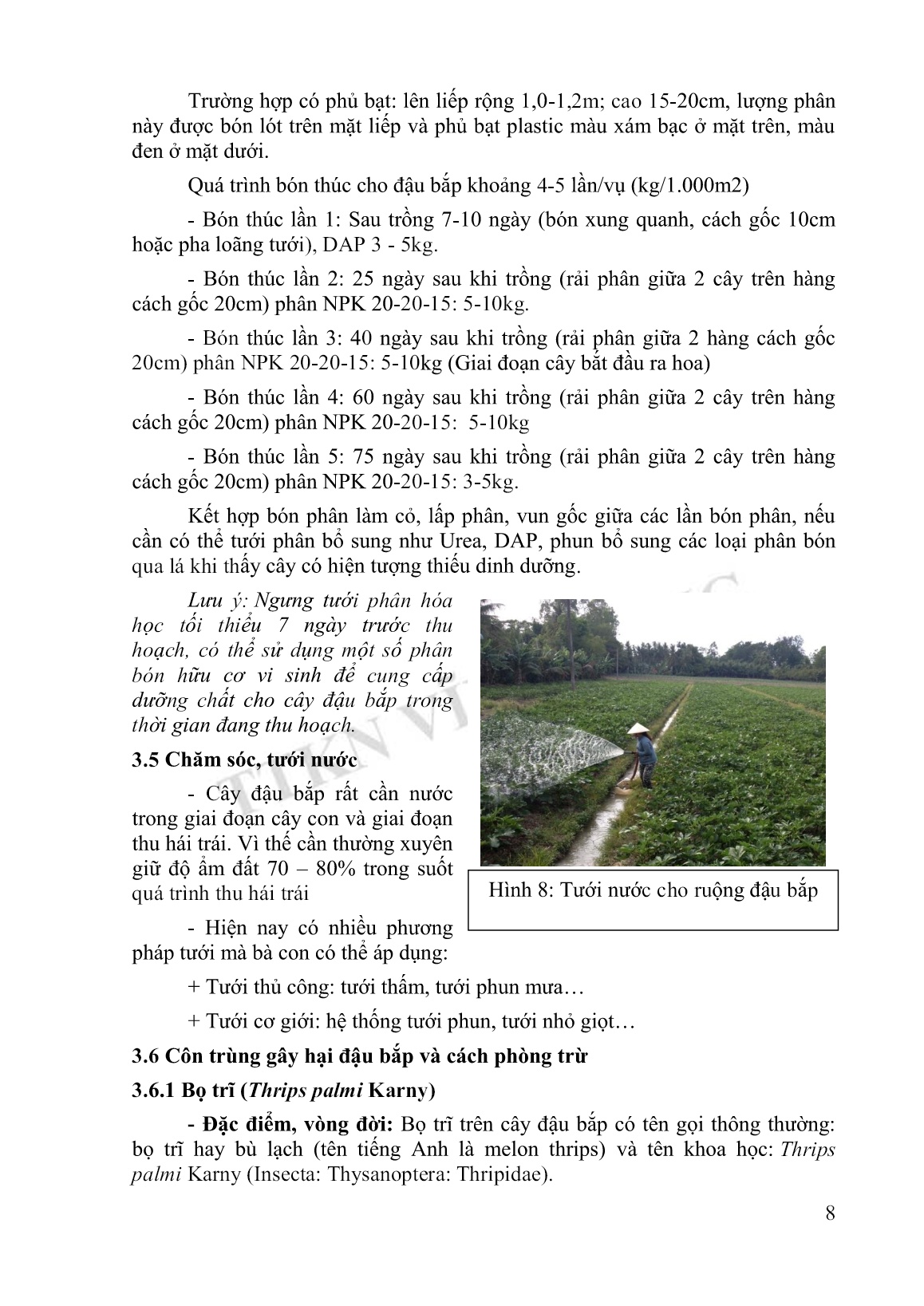 Tài liệu Tập huấn khuyến nông kỹ thuật trồng đậu bắp trang 8