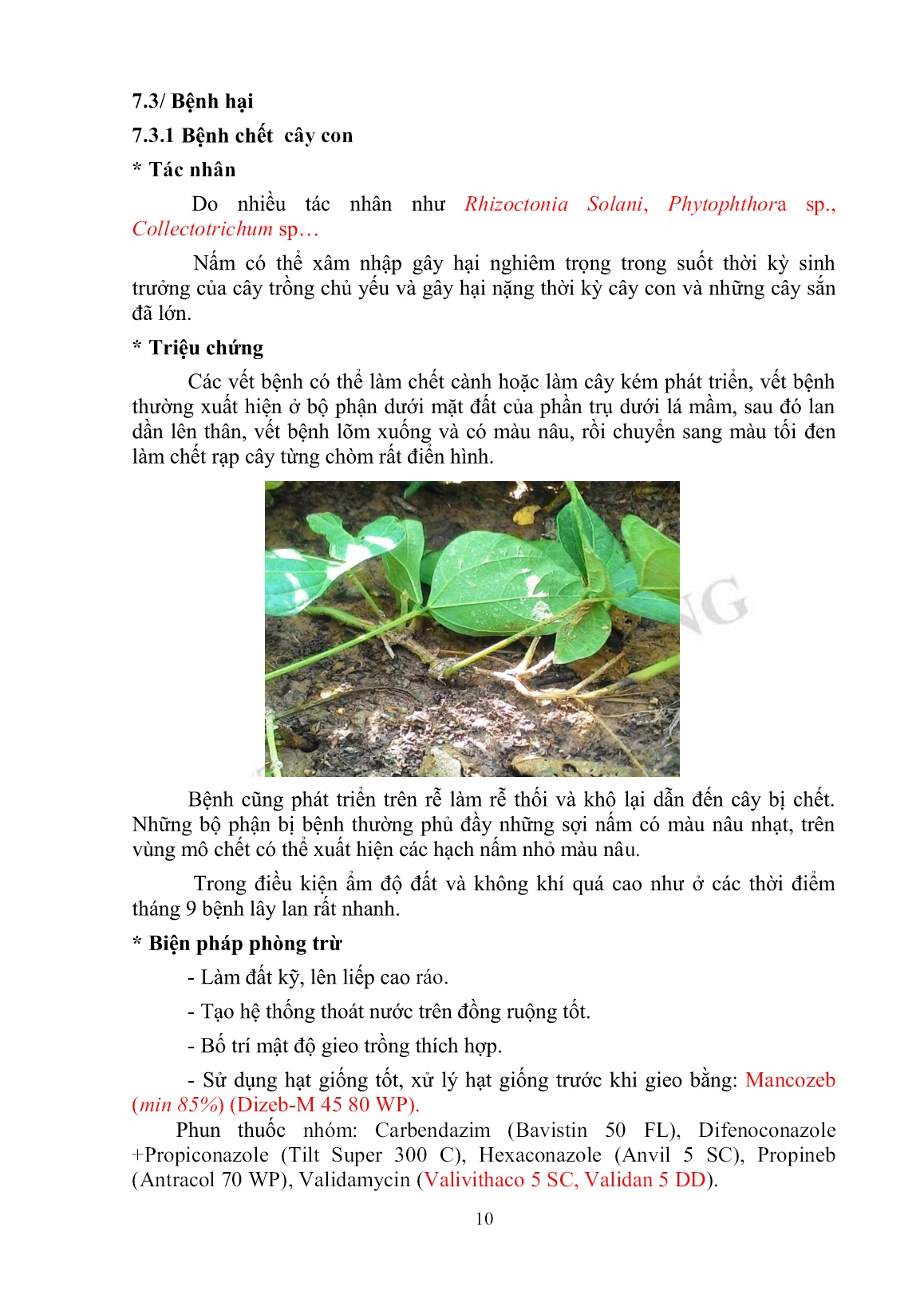 Tài liệu tập huấn khuyến nông Kỹ thuật trồng củ sắn trang 10