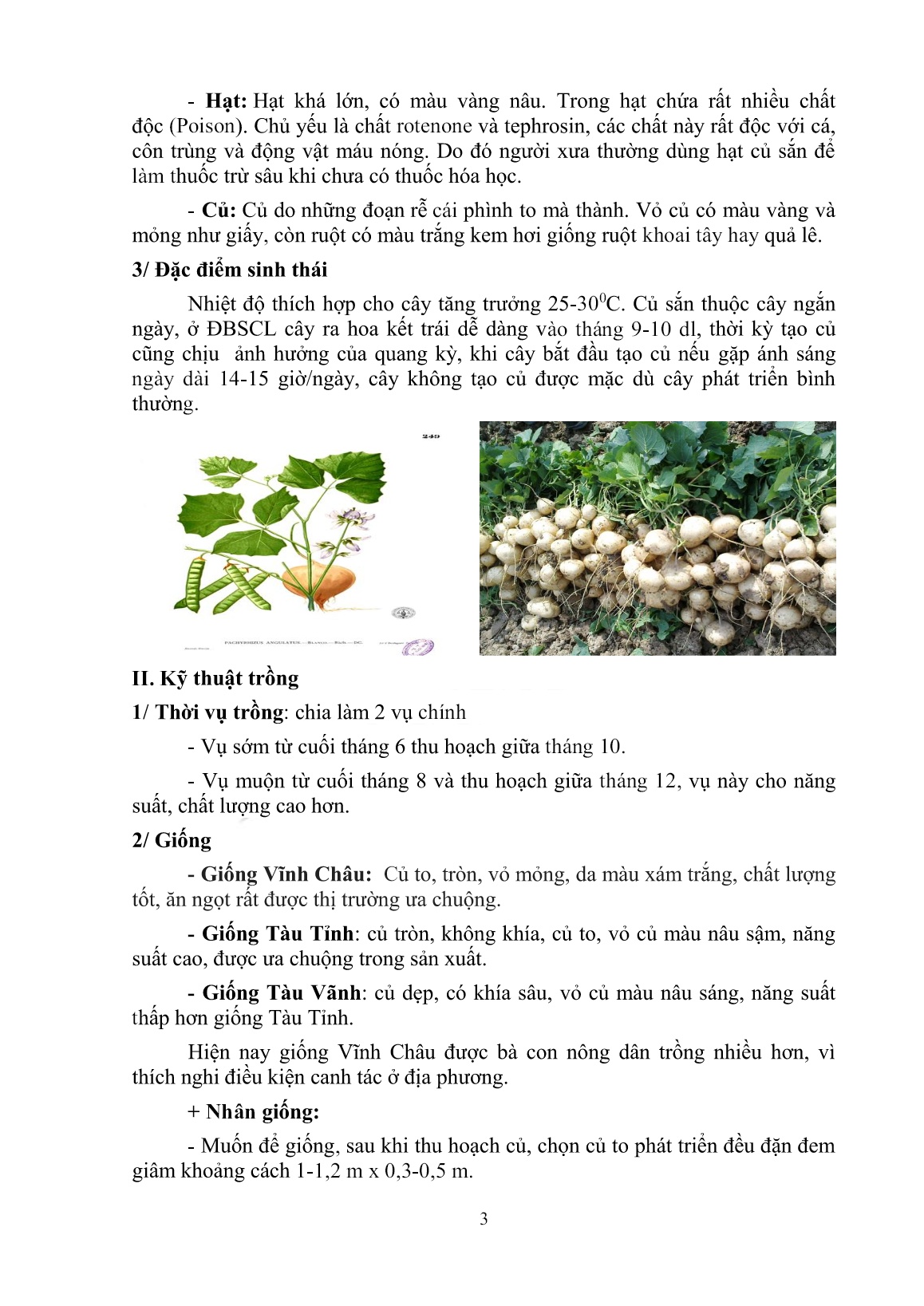 Tài liệu tập huấn khuyến nông Kỹ thuật trồng củ sắn trang 3