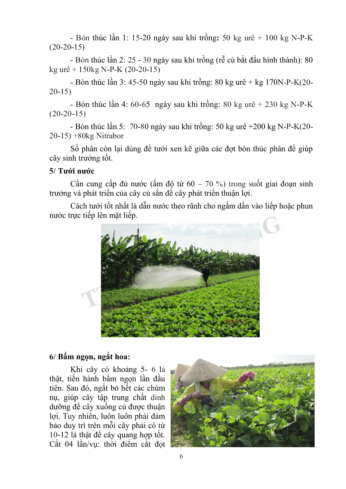 Tài liệu tập huấn khuyến nông Kỹ thuật trồng củ sắn trang 6