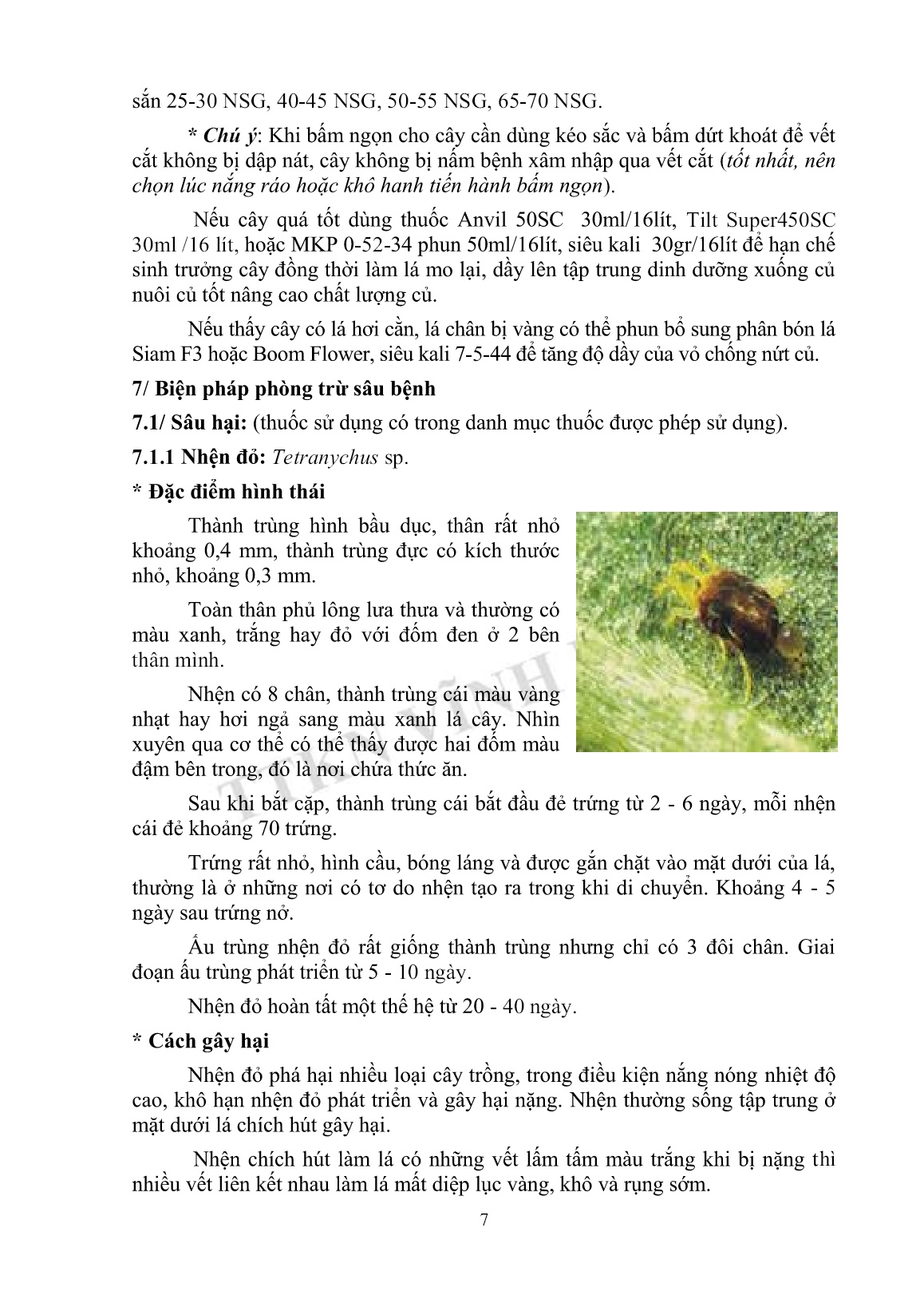 Tài liệu tập huấn khuyến nông Kỹ thuật trồng củ sắn trang 7