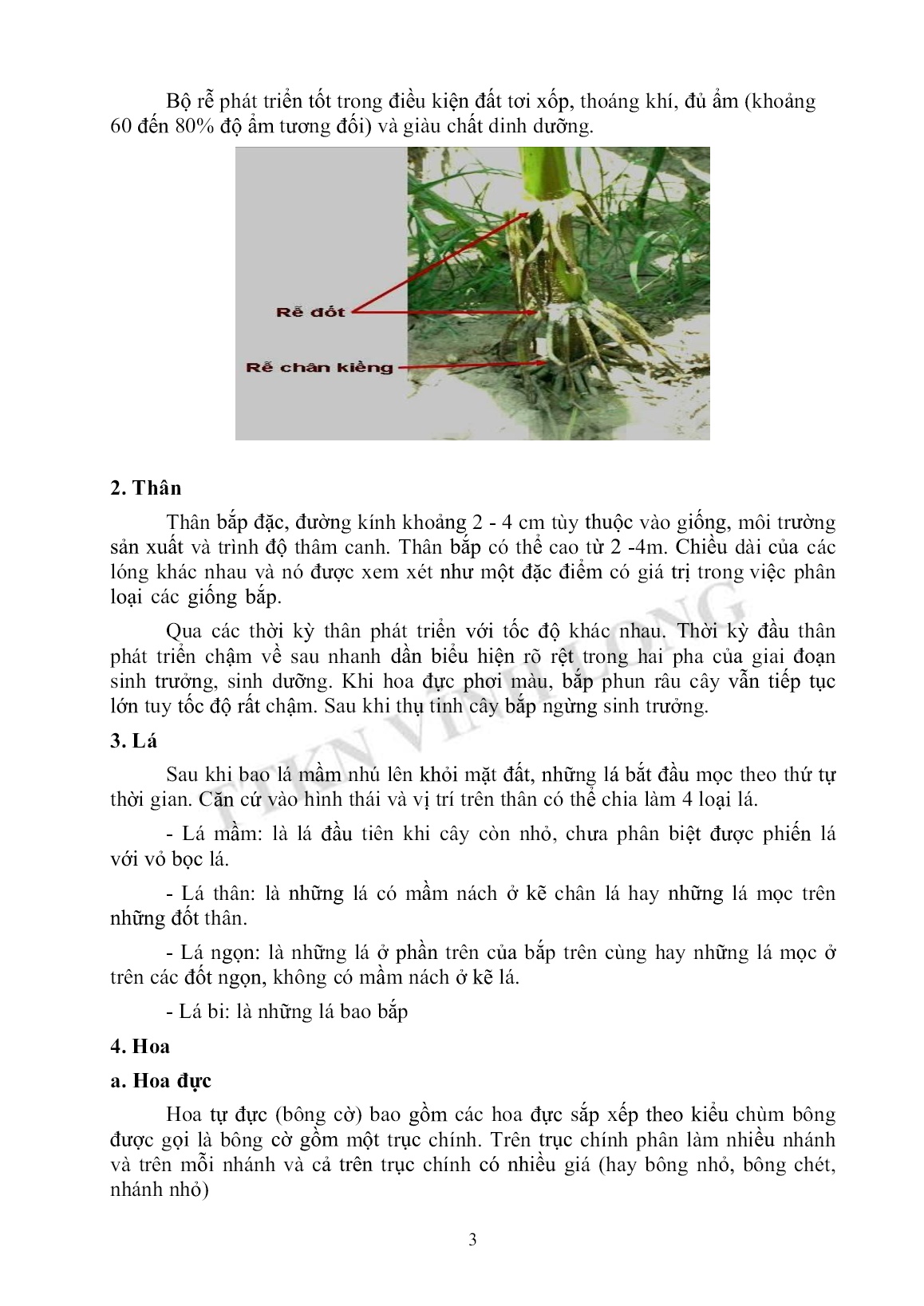 Tài liệu tập huấn khuyến nông Kỹ thuật trồng bắp nếp trang 3