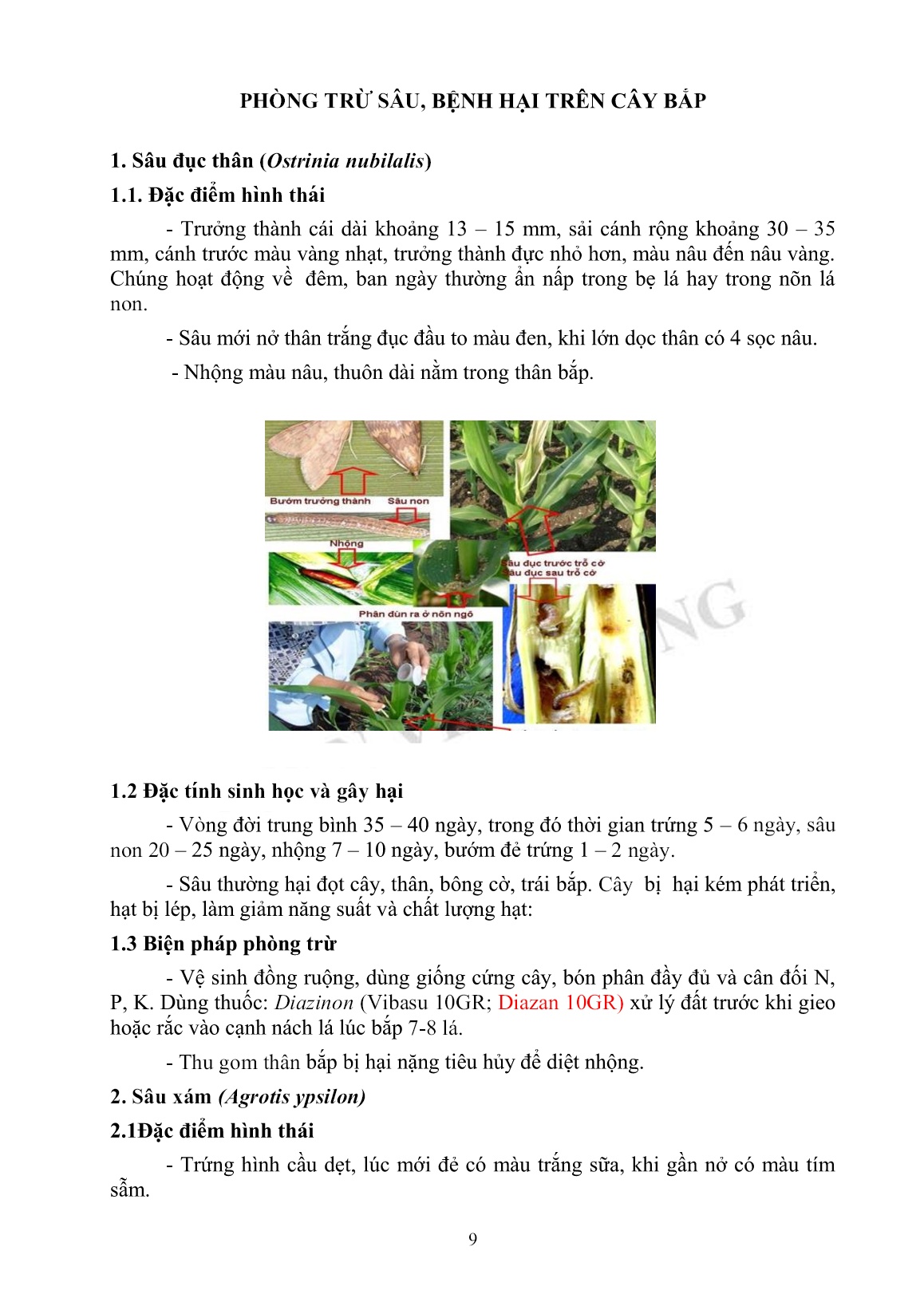 Tài liệu tập huấn khuyến nông Kỹ thuật trồng bắp nếp trang 9