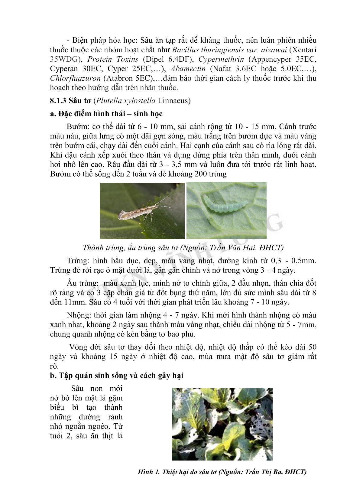 Tài liệu tập huấn khuyến nông Kỹ thuật trồng cải tùa xại trang 10