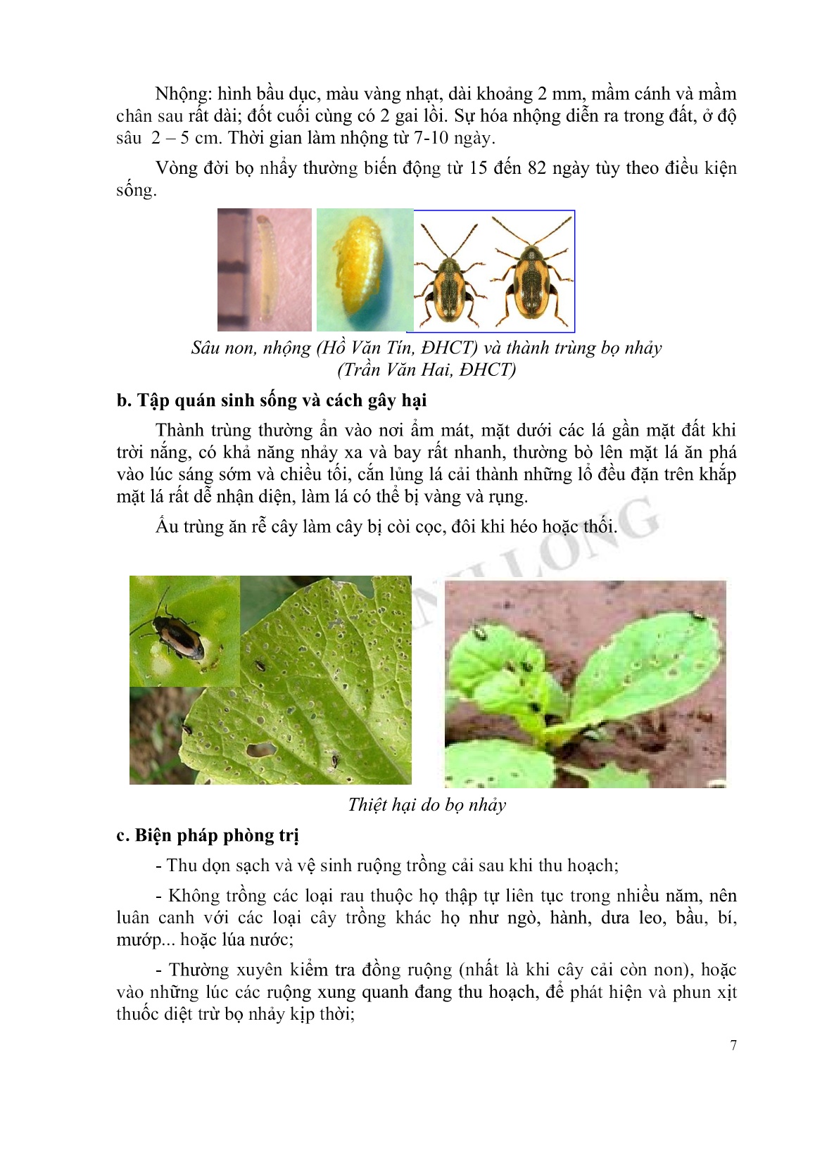 Tài liệu tập huấn khuyến nông Kỹ thuật trồng cải tùa xại trang 7